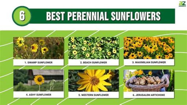 Do sunflowers come back