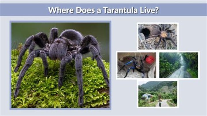 Do tarantulas live in West Virginia