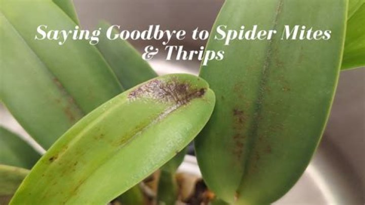 Do thrips eat spider mites