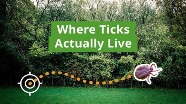 Do ticks live in dead grass
