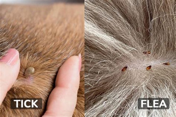 Do ticks live in dirt