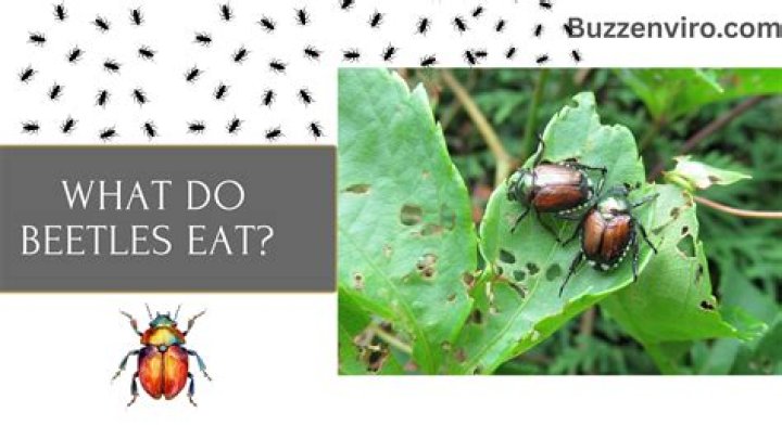 Do tiger beetles eat plants