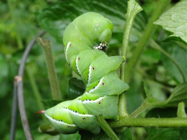 Do tobacco hornworms eat tomatoes