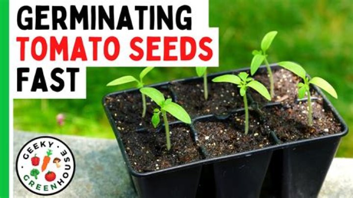 Do tomato seeds germinate better in the dark
