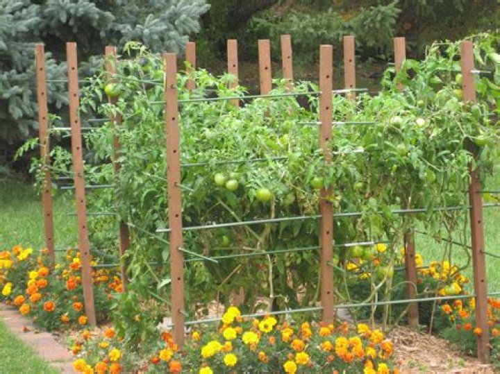 Do tomatoes need a trellis