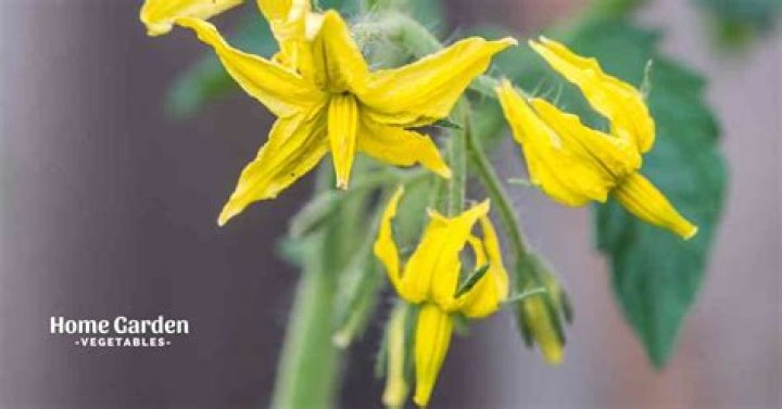 Do tomatoes need to be pollinated