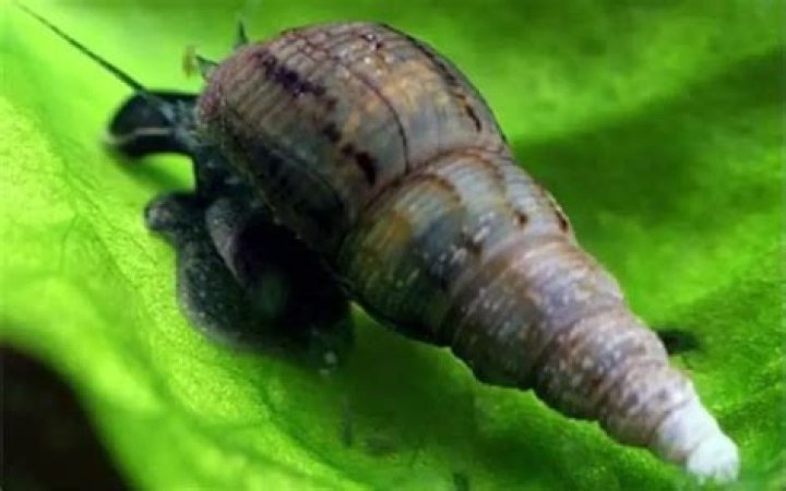 Do trumpet snails lay eggs