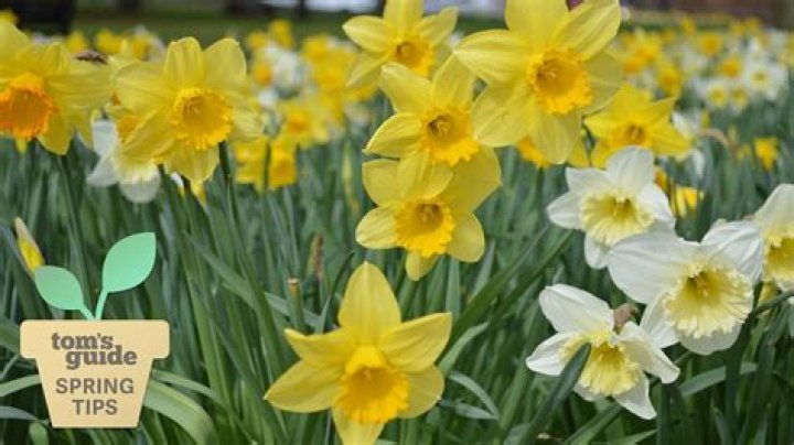 Do tulips bloom after daffodils