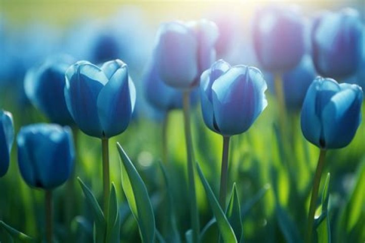 Do tulips come in blue