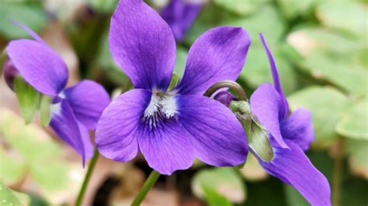 Do violets have a scent