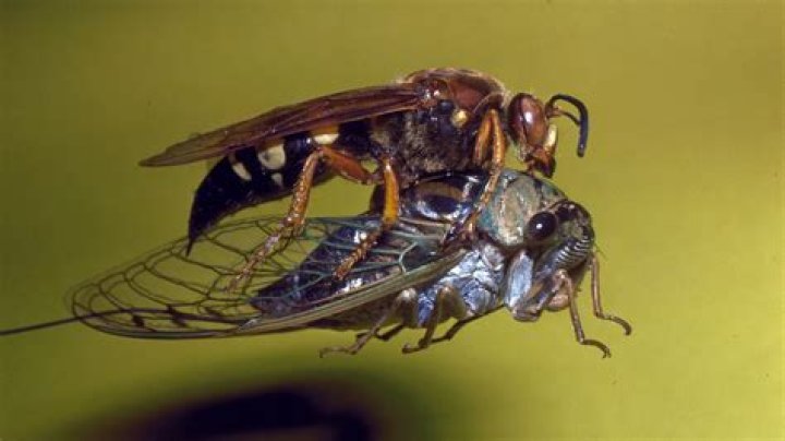 Do wasps eat cicadas
