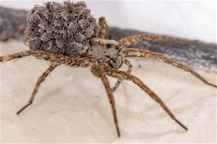 Do wolf spiders live in Washington State