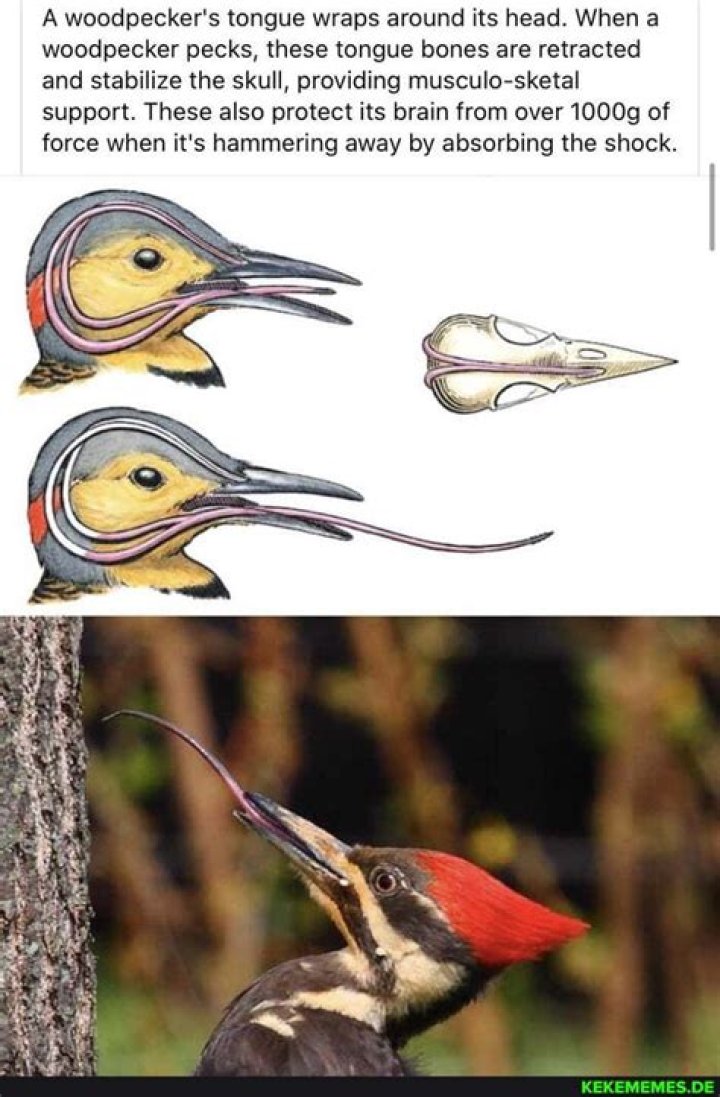 Do woodpeckers tongues protect their brains
