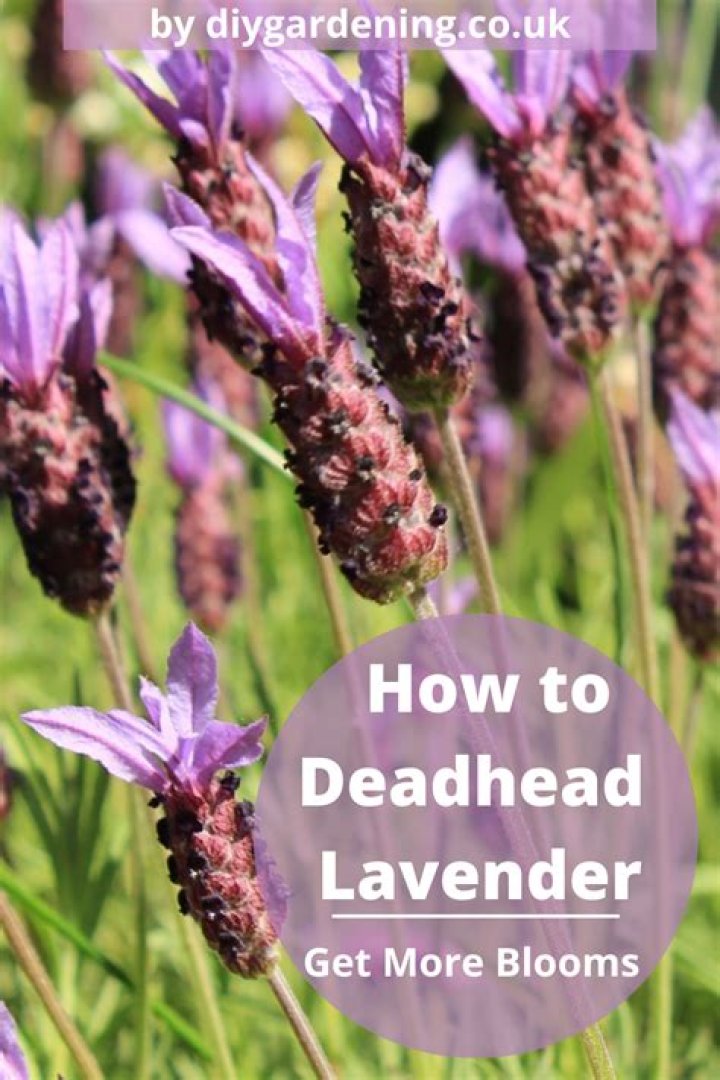 Do you deadhead thistles