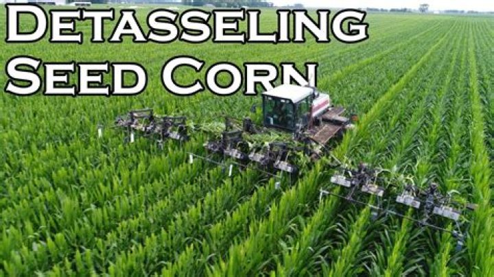 Do you Detassel seed corn