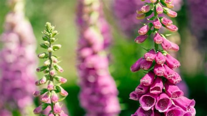 Do you dig up foxgloves after flowering