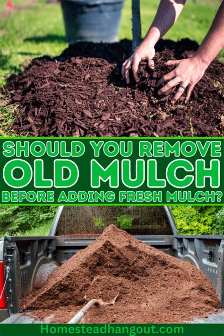 Do you remove old mulch before putting down new mulch