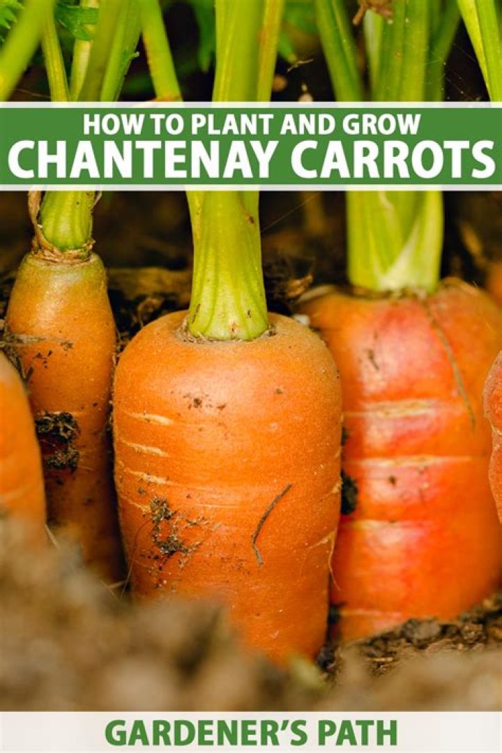 Do you top and tail Chantenay carrots