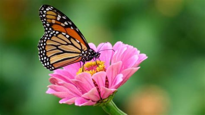 Do zinnias tolerate heat