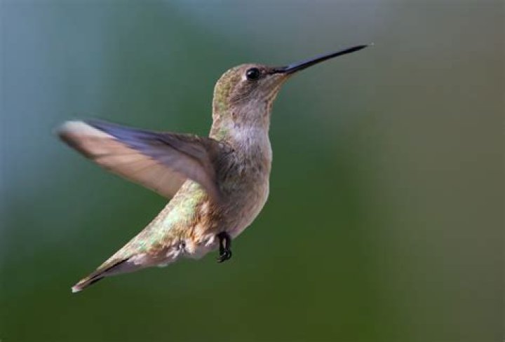 Does a hummingbird stops flying