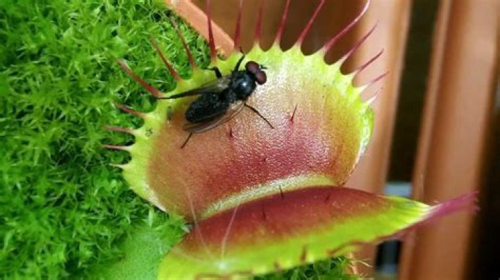 Does a Venus flytrap eat flies