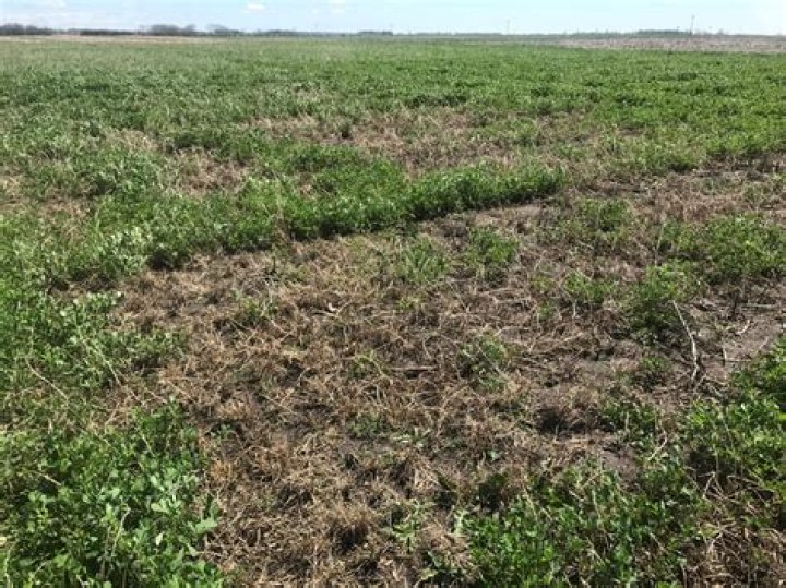 Does alfalfa grow in the winter