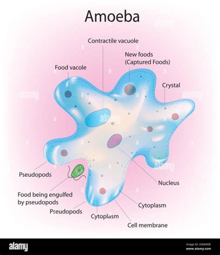 Does Amoeba Proteus cause disease