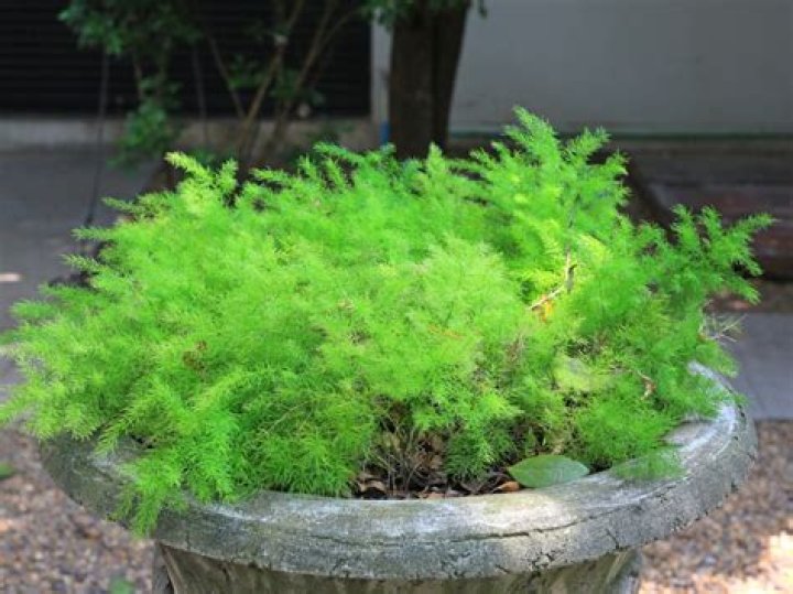 Does asparagus fern need sun or shade