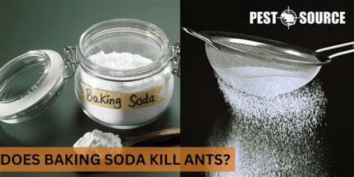 Does bicarbonate of soda kill ants