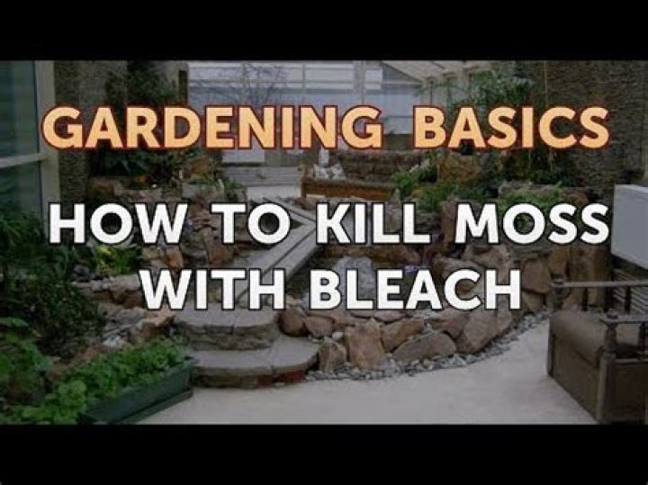 Does bleach kill moss on paths