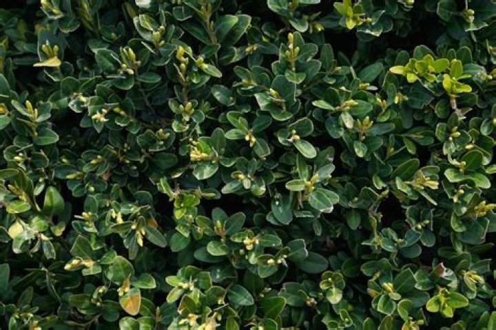 Does box hedge grow in shade