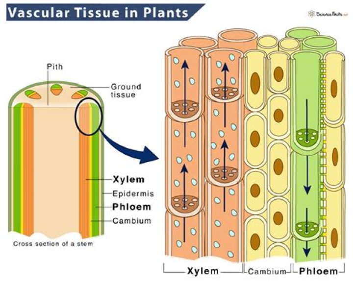 Does Cycadophyta have vascular tissue