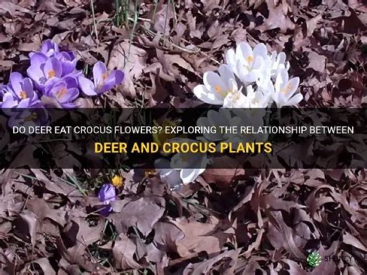 Does deer eat crocus