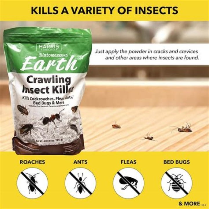 Does diatomaceous kill flea eggs