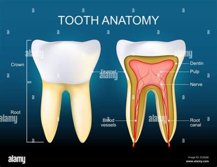 Does enamel cover the whole tooth