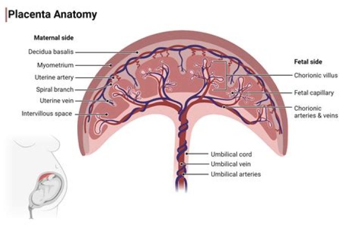 Does esmolol cross the placenta