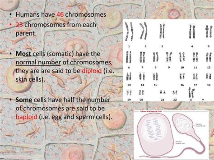 Does every cell in the human body have 46 chromosomes