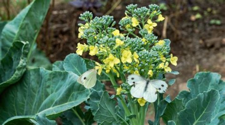 Does flowering cabbage come back every year