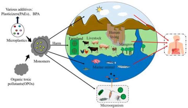 Does glyphosate break down in the environment