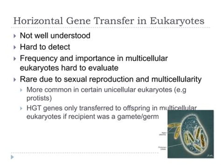 Does horizontal gene transfer occur in eukaryotes