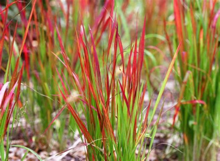 Does Japanese blood grass die in winter