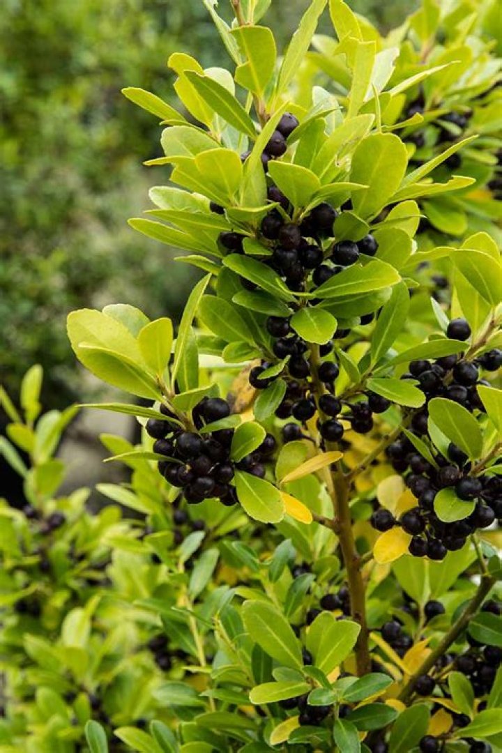 Does Japanese holly have berries