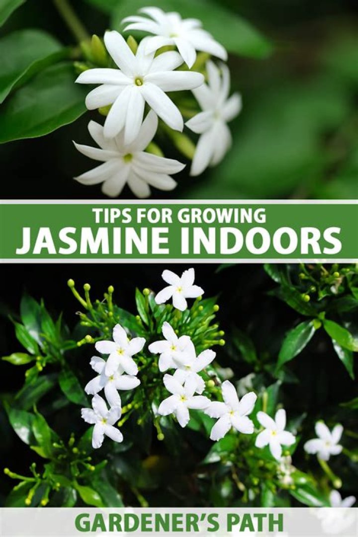 Does jasmine grow in Zone 6
