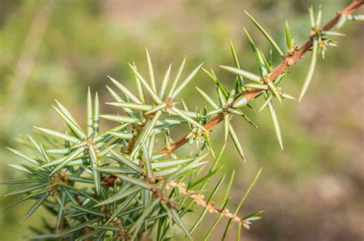 Does juniper grow in Minnesota