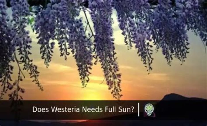Does Larkspur need full sun