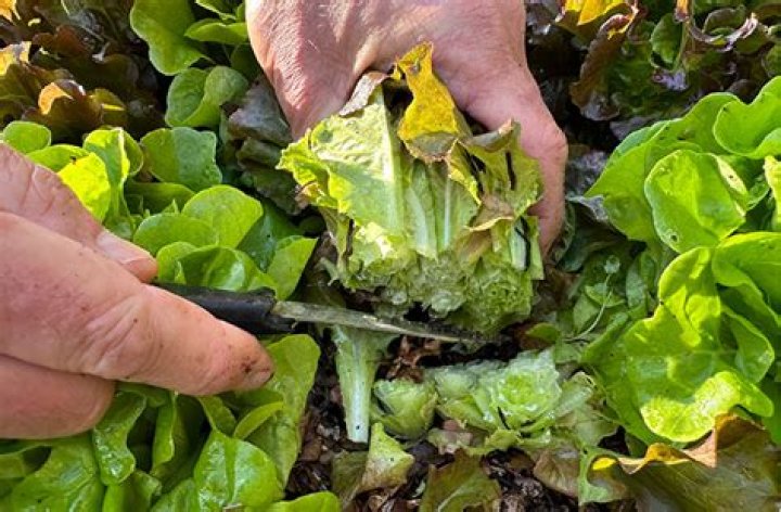 Does lettuce come back after cutting