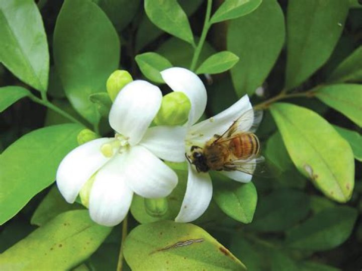 Does mock orange attract bees