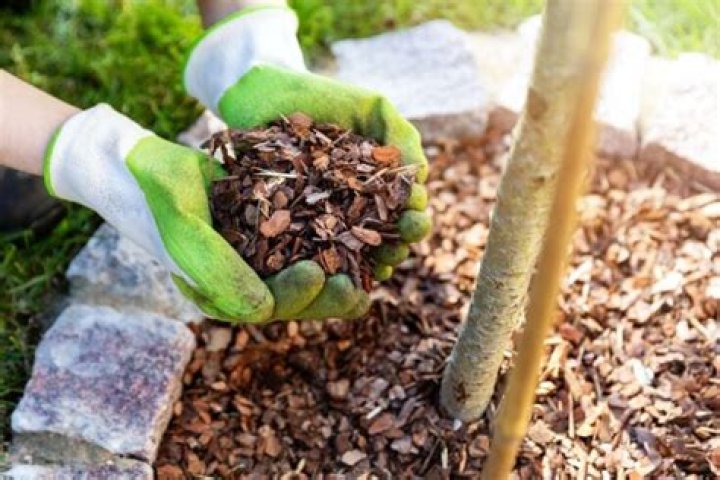 Does mulch lose its color