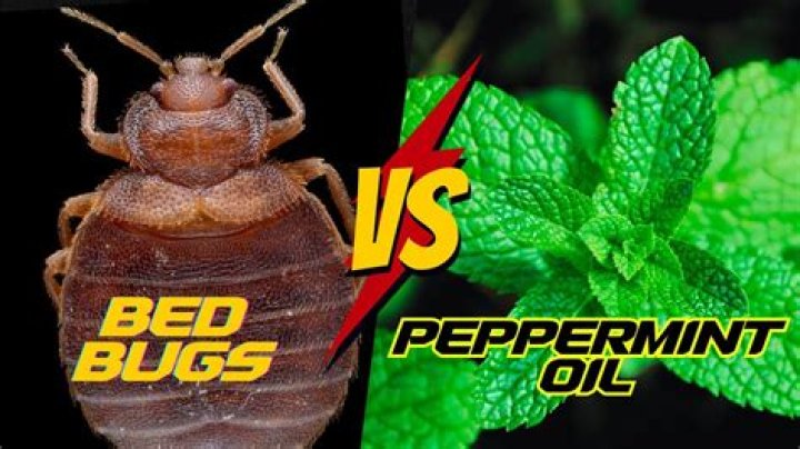Does peppermint oil kill ladybugs