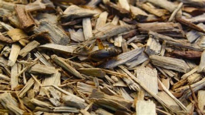 Does pine mulch attract bugs